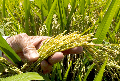 Producción de arroz cae 10.5 % durante el primer semestre de 2026 en República Dominicana