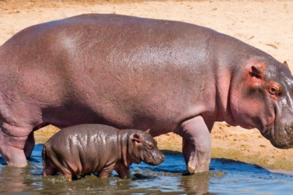 Hipopótamos: los gigantes africanos que desafían la idea de que todos los animales acuáticos saben nadar