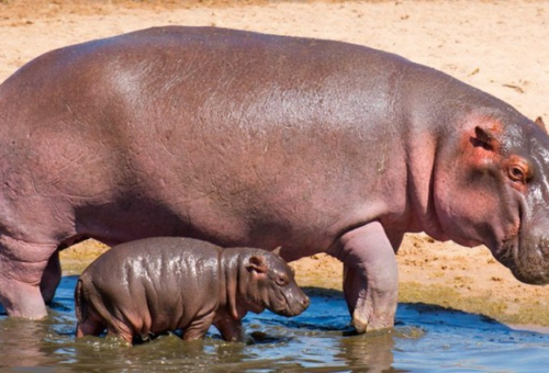 Hipopótamos: los gigantes africanos que desafían la idea de que todos los animales acuáticos saben nadar