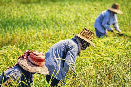 Día Mundial de la Agricultura destaca la importancia del trabajo en el campo
