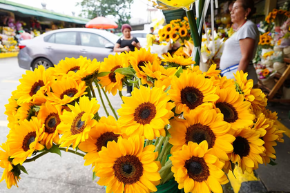 21 de septiembre: el día en que las flores amarillas se convierten en símbolo de amor y amistad