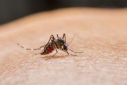 República Dominicana registra 338 casos de dengue y 137 de malaria en 2026