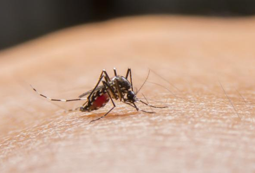República Dominicana registra 338 casos de dengue y 137 de malaria en 2026