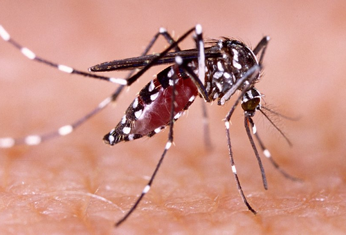 Florida registra su mayor brote de dengue en más de una década