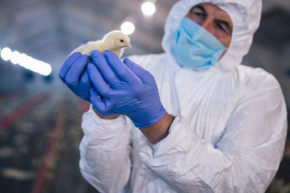 REPORTAN LA PRIMERA MUERTE EN UN HUMANO POR EL VIRUS SHAMONDA