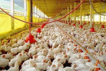 AVICULTORES PIDEN AL GOBIERNO TOMAR MEDIDAS ANTE CAÍDA DE LOS PRECIOS DEL POLLO